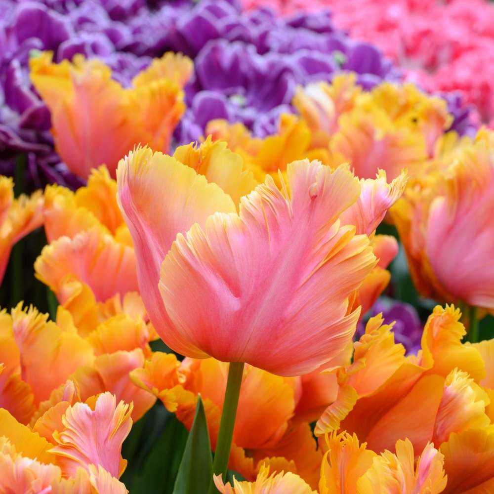 Tulipan 'Amazing Parrot' med flossede kronblade